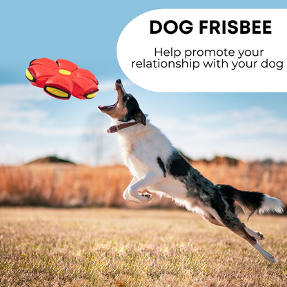 Frisbee Multifuncional para Cães 🥏🐶